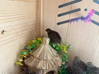 Quail poultry Button Quail - Advert 1