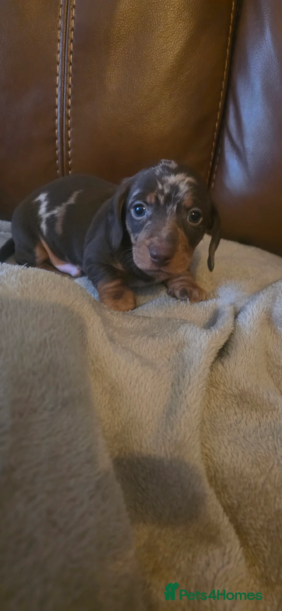 Dachshund dogs for sale: Mini dachunds  - Advert 6