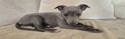 Whippet dogs for sale: Whippet puppies (small) blue, boys - Advert 5