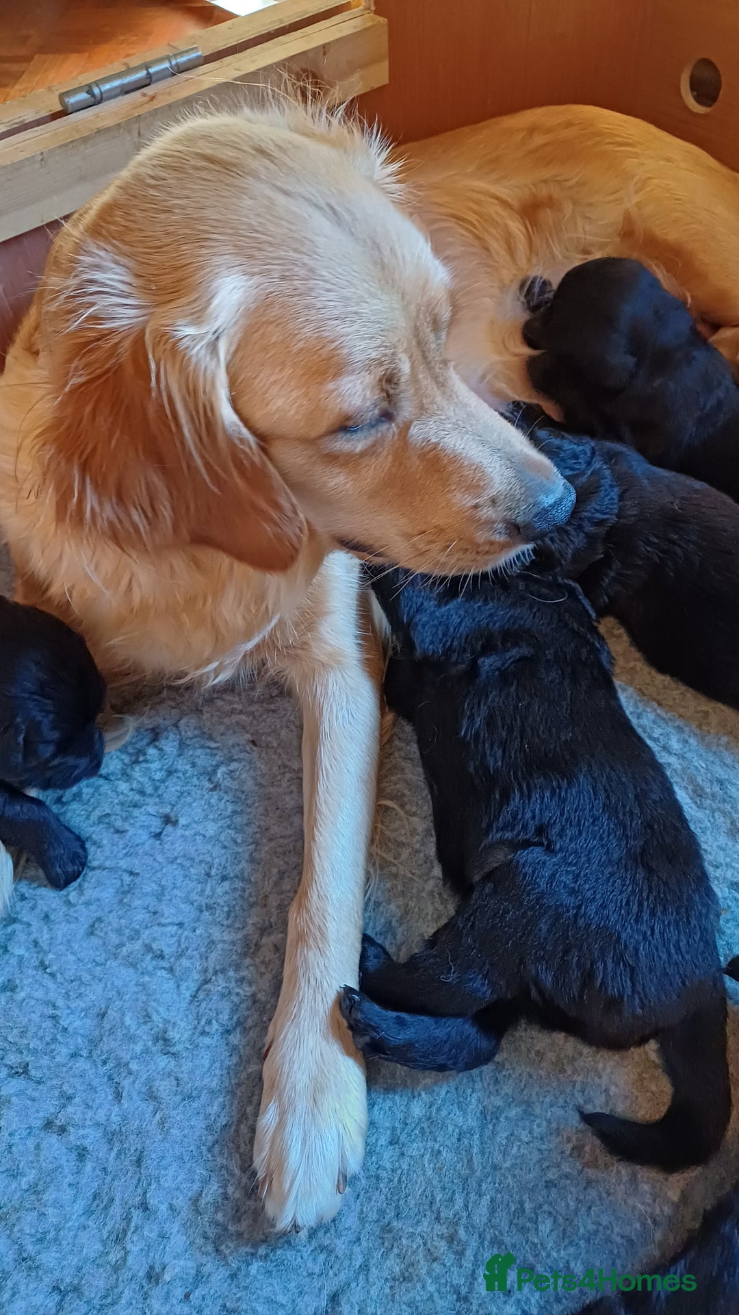 Goldendoodle dogs for sale: Goldendoodles. Family pets - Advert 14