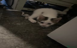 Tibetan cats for sale: Beautiful male kittens on sale - Advert 6