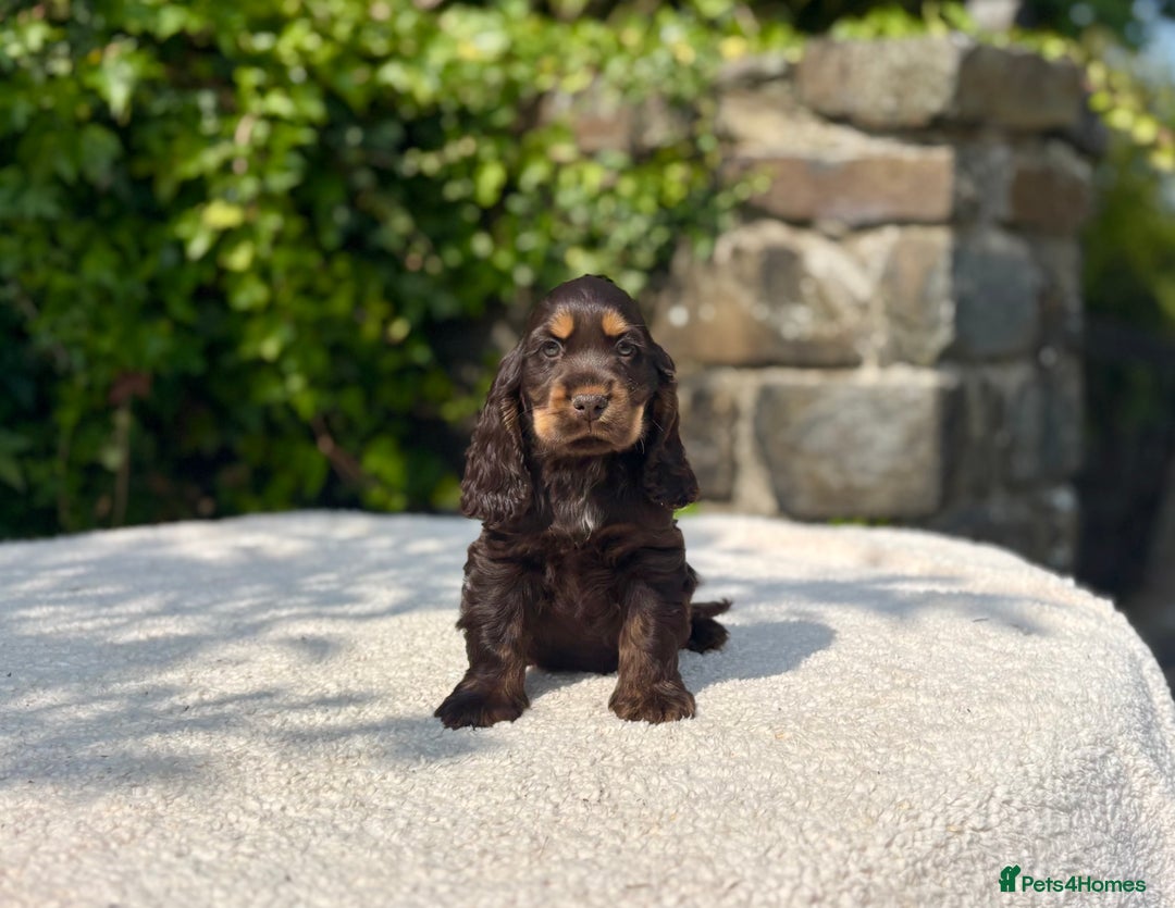Cocker Spaniel dogs for sale: Black Tan and Chocolate Tan Show Cocker Spaniels  - Image 8