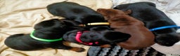 Dobermann dogs for sale: Dobermann puppies - Advert 5