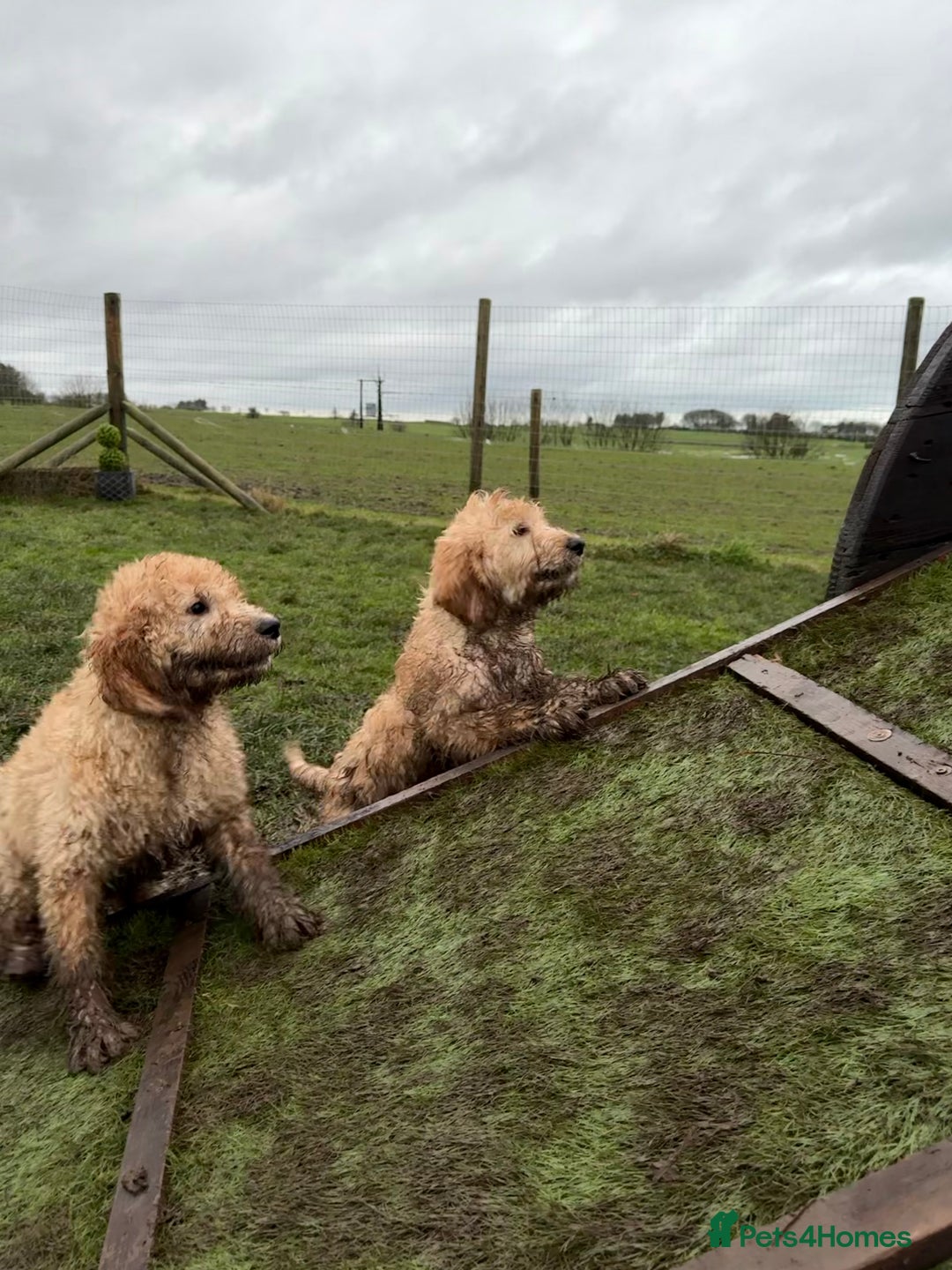 Goldendoodle dogs for sale: Trained, GoldenDoodle puppies - Advert 3
