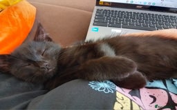 Ragdoll cats for sale: 1 Black Ragdoll Cross Kitten NO OTHER CATS/DOGS  - Image 9