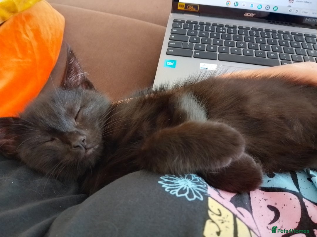 Ragdoll cats for sale: 1 Black Ragdoll Cross Kitten NO OTHER CATS/DOGS  - Image 9
