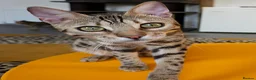 Bengal cats for sale: Striking Brown Rosetted Boy  - Advert 11