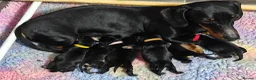 Mixed Breed dogs for sale: Schnoxie puppies  - Advert 18
