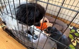 Mixed Breed dogs for sale: Cockapoo x Pomeranian puppies  - Image 5