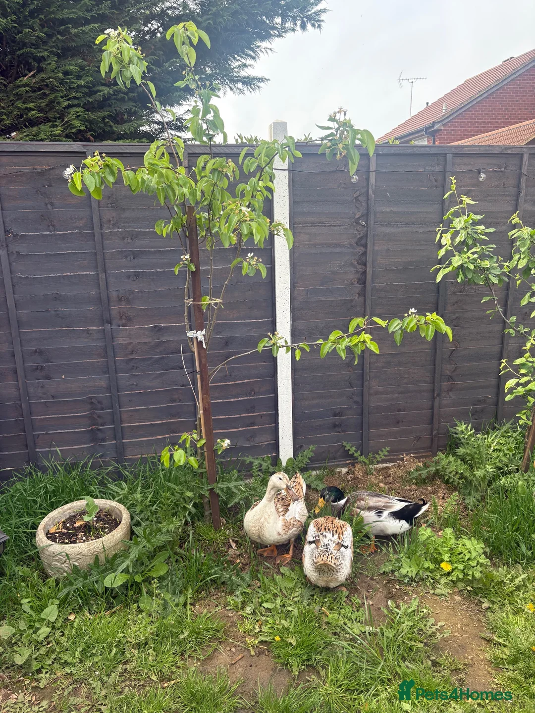 Ducks poultry for sale: Appleyard ducks - Advert 1