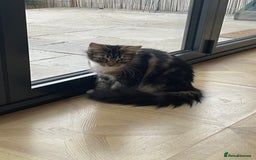 Mixed Breed cats for sale: Beautiful European tabby female cat - Image 3