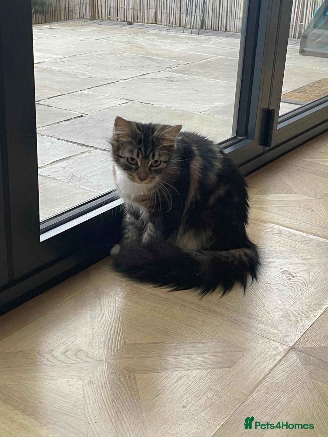 Mixed Breed cats for sale: Beautiful European tabby female cat - Image 3