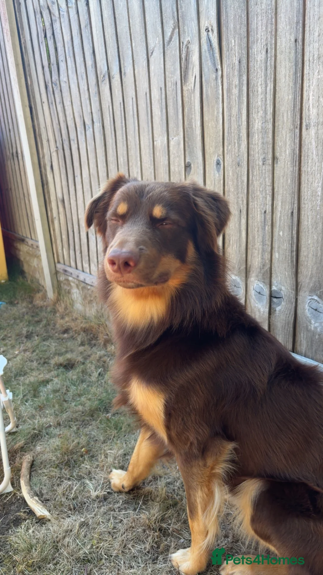 Australian Kelpie dogs for stud: Up for stud!  in Southport - Advert 11