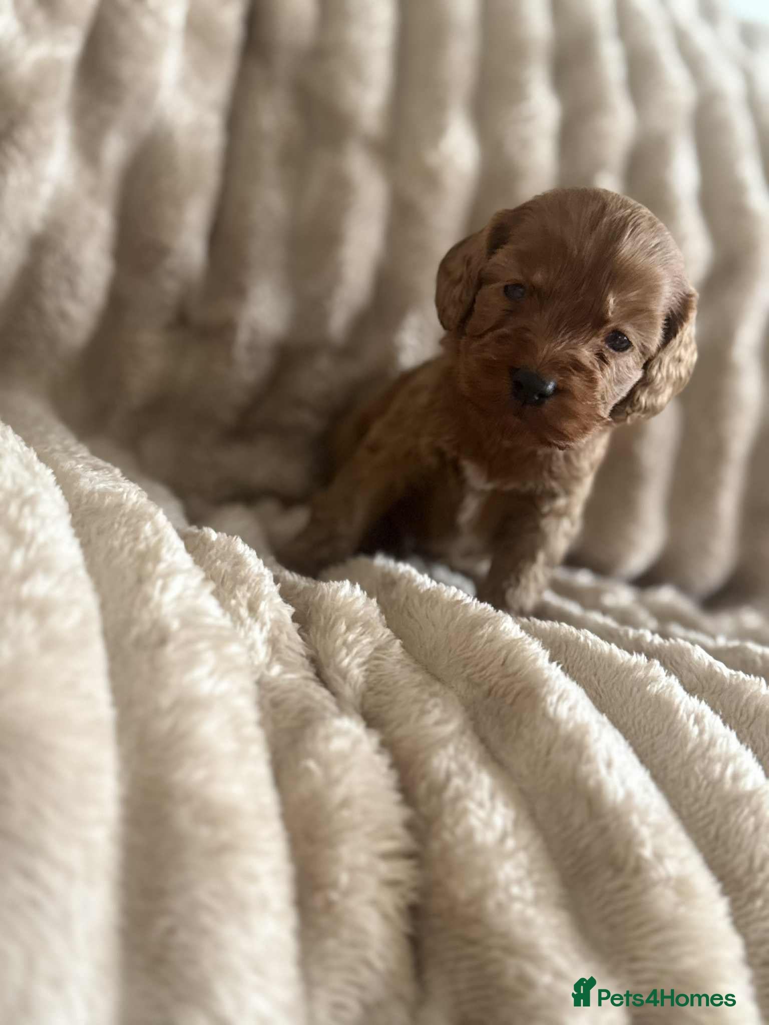 Cockapoo dogs Cockapoo F1B STUNNING COLOURS 4 available - Advert 18