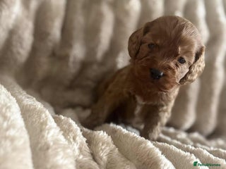 Cockapoo dogs Cockapoo F1B STUNNING COLOURS 4 available - Advert 2