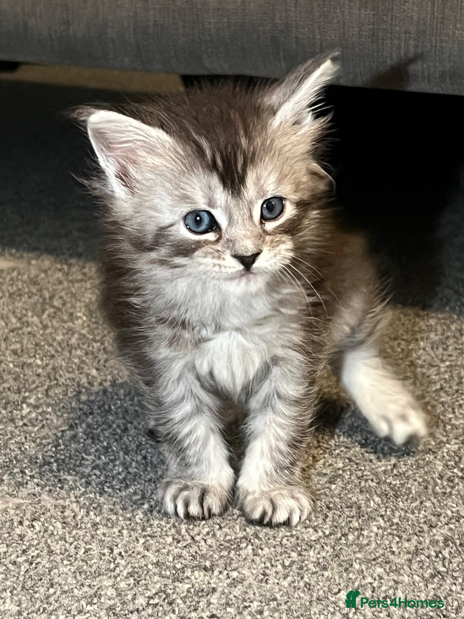 Maine Coon cats GCCF registered Black/Silver Tabby Female Kitten - Advert 18