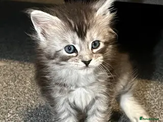 Maine Coon cats GCCF registered Black/Silver Tabby Female Kitten - Advert 18