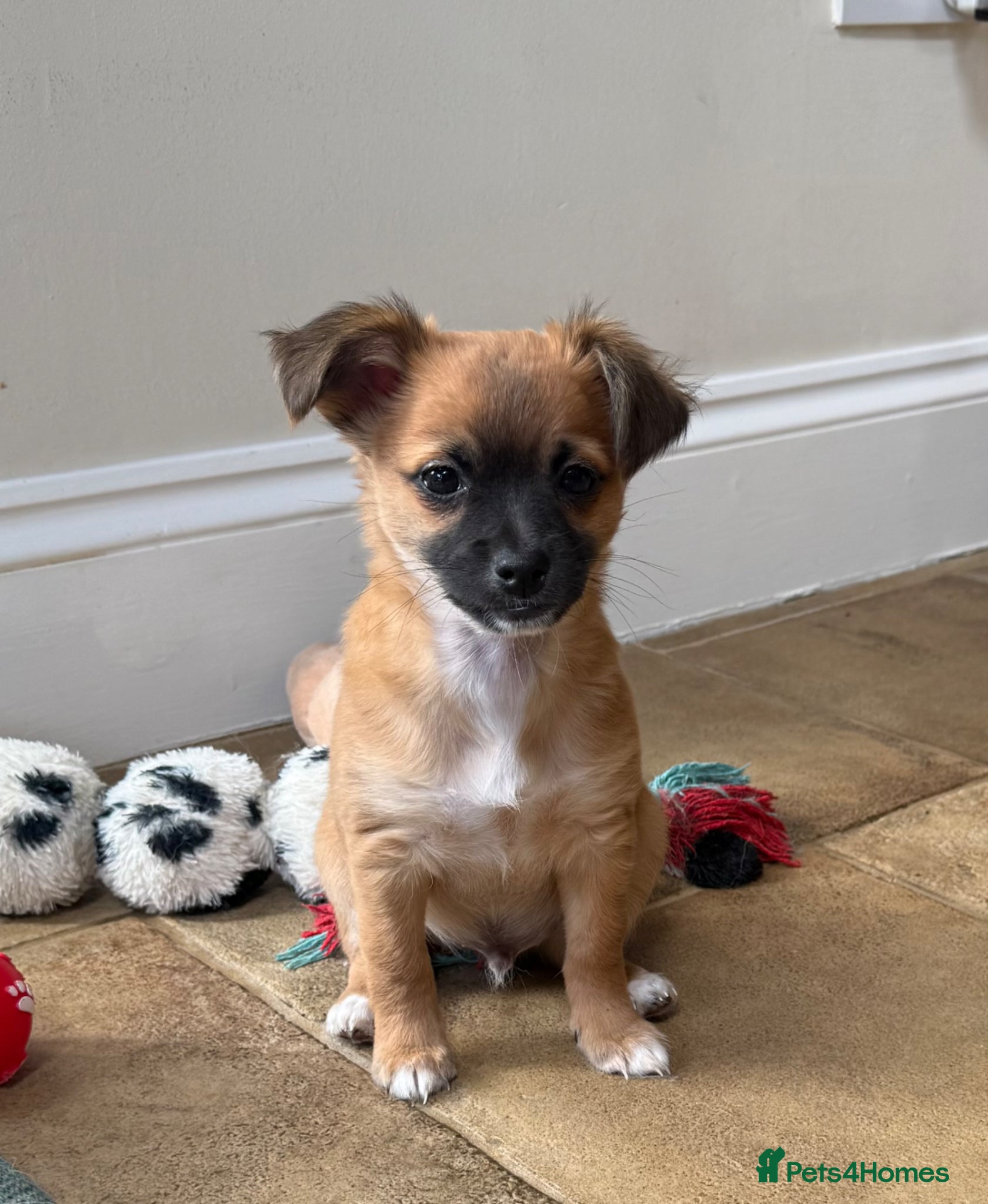 Chihuahua dogs Be my new mummy or daddy please? Ready in 2 weeks - Advert 11