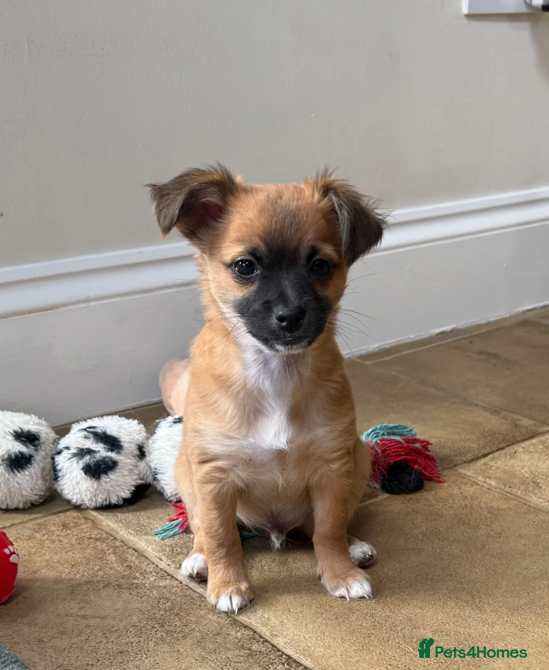 Chihuahua dogs for sale: Looking for my new family 18/04 is that you? £1250 - Advert 1