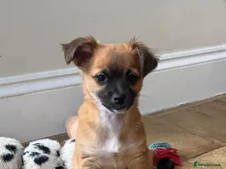 Chihuahua dogs Be my new mummy or daddy please? Ready in 2 weeks - Advert 12