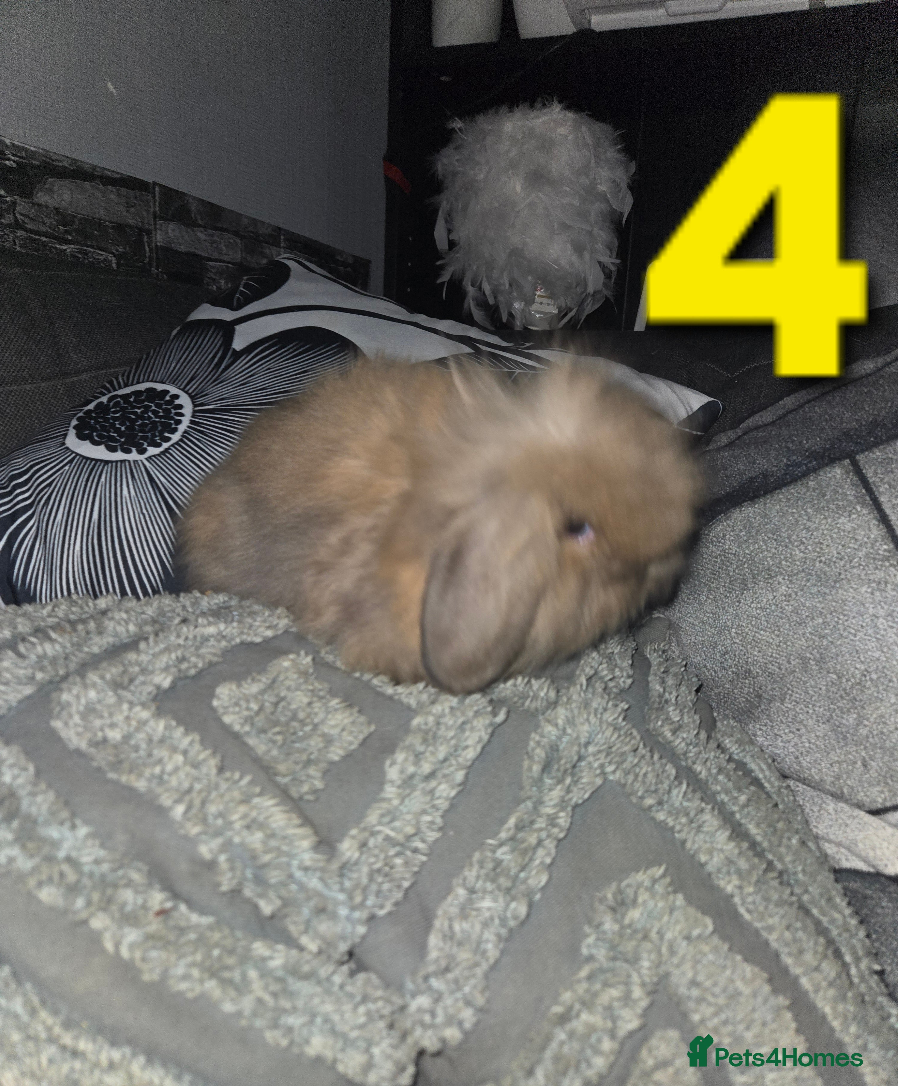 Mini Lion Lop rabbits Adorable mini lion lop babies mixed - Advert 17