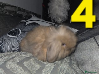 Mini Lion Lop rabbits Adorable mini lion lop babies mixed - Advert 17