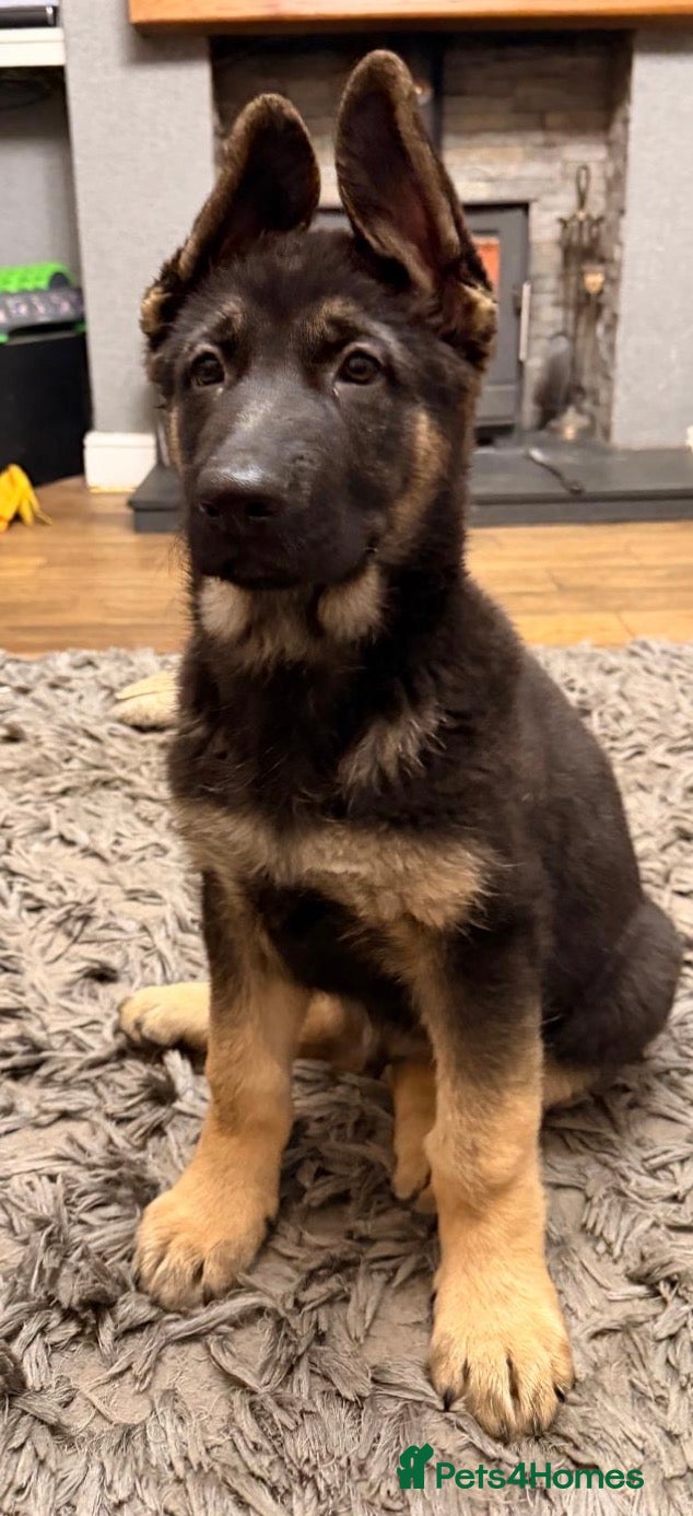 German Shepherd dogs 7 CHUNKY GERMAN SHEPHERD PUPPIES KC REGISTERED - Advert 13