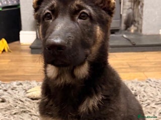 German Shepherd dogs 7 CHUNKY GERMAN SHEPHERD PUPPIES KC REGISTERED - Advert 13