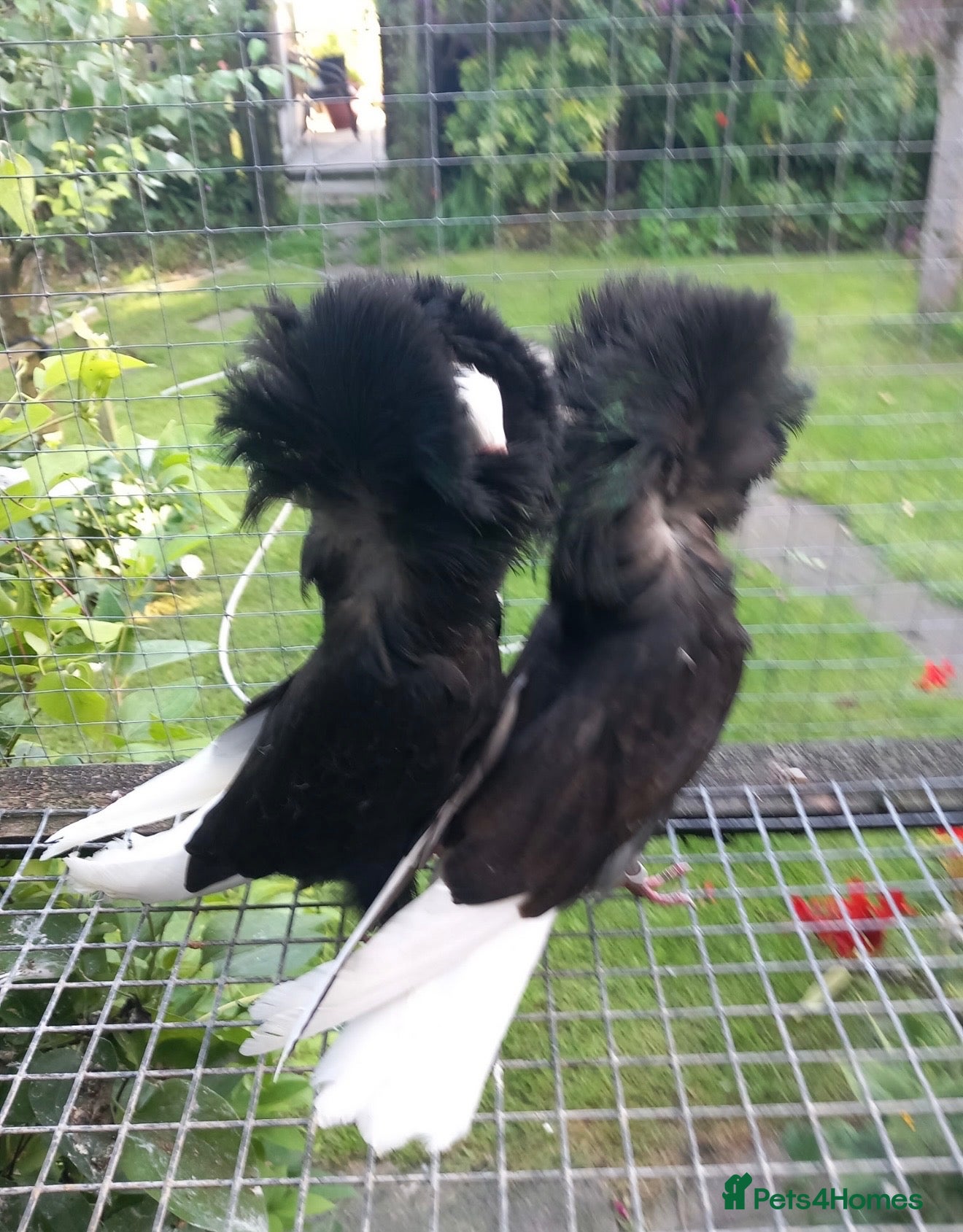 Pigeons birds Premium Breeding Pigeons Top Quality Pairs Availab - Advert 1