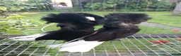 Pigeons birds for sale: Premium Breeding Pigeons Top Quality Pairs Availab - Advert 2