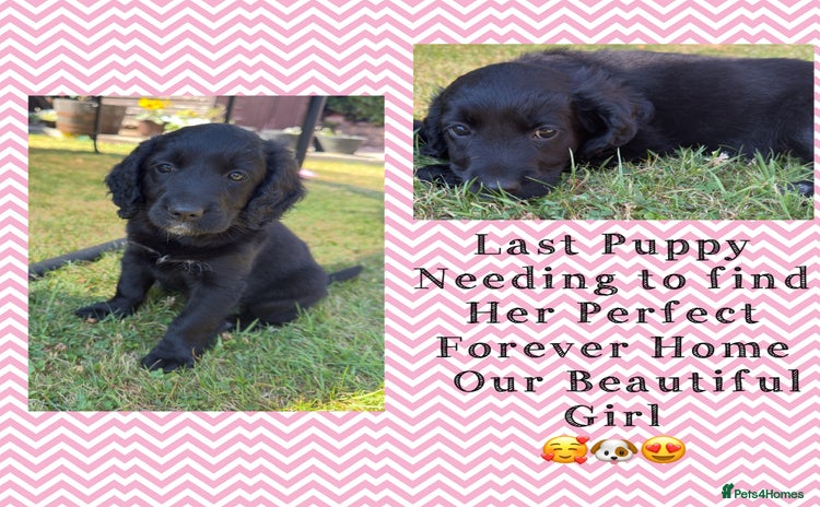 Labradoodle dogs - Advert 1