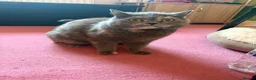 British Shorthair cats for sale: British Short Hair kittens for sale READY TO GO - Advert 19