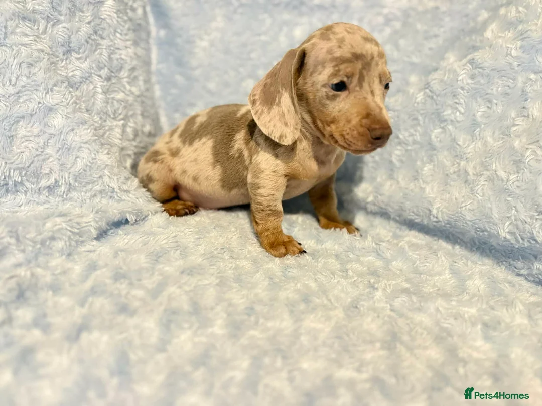 Miniature Dachshund dogs for sale: 7 beautiful puppies available  in Bradford - Advert 1