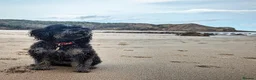 Cockapoo dogs for sale: Stunning Black & Brown Cockapoo Puppies! 🐾 in Leeds - Advert 8