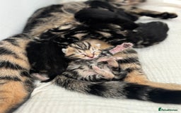 Maine Coon cats for sale: 1/4 mainecoon - Image 1
