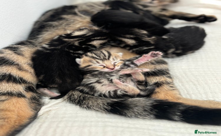 Maine Coon cats for sale - Advert 1