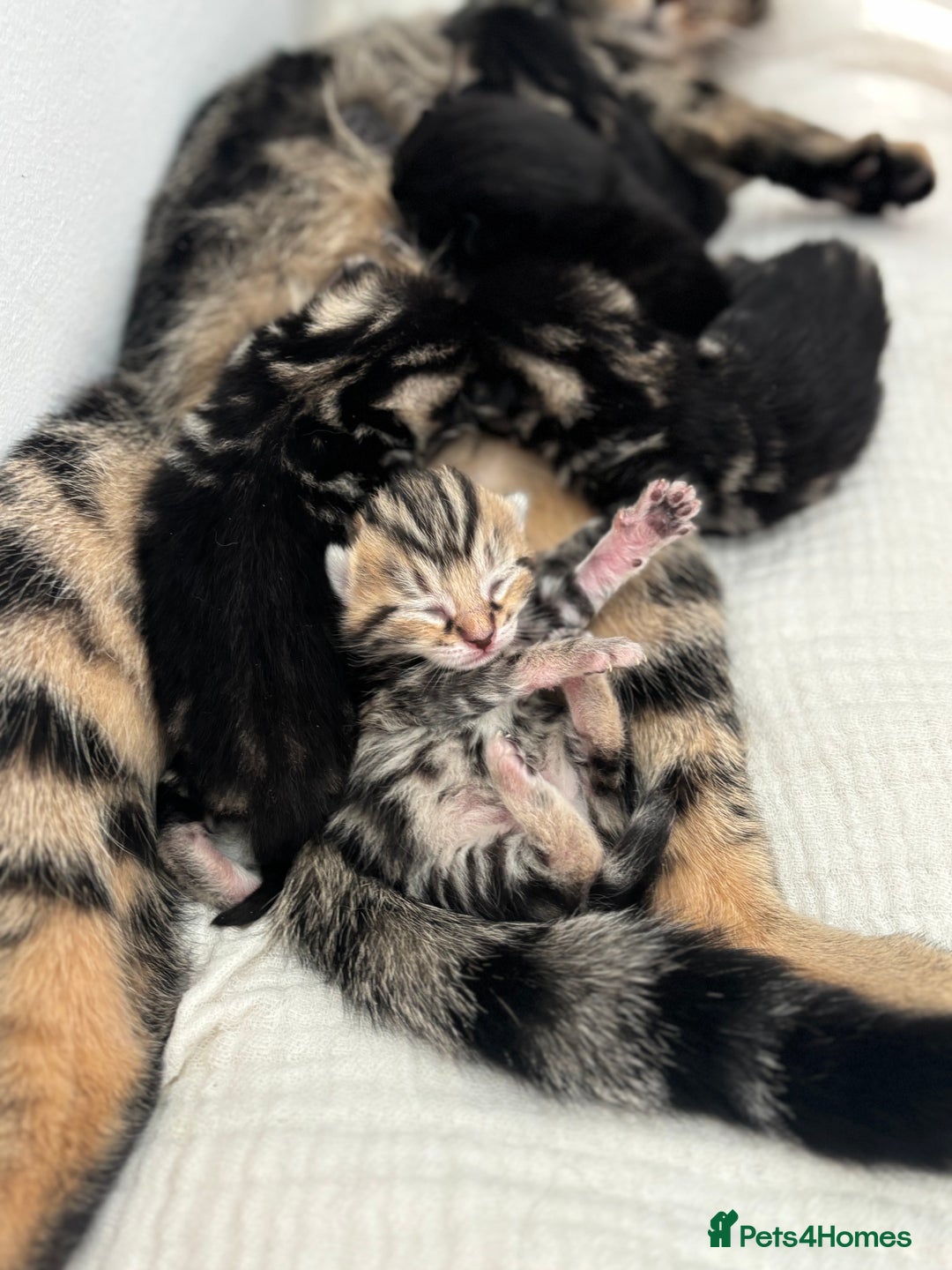 Maine Coon cats for sale: 1/4 mainecoon - Image 1