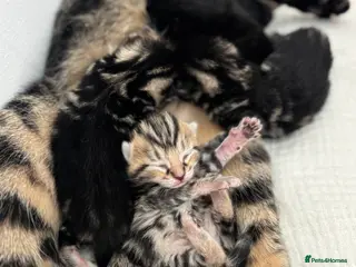 Maine Coon cats 1/4 mainecoon - Advert 1