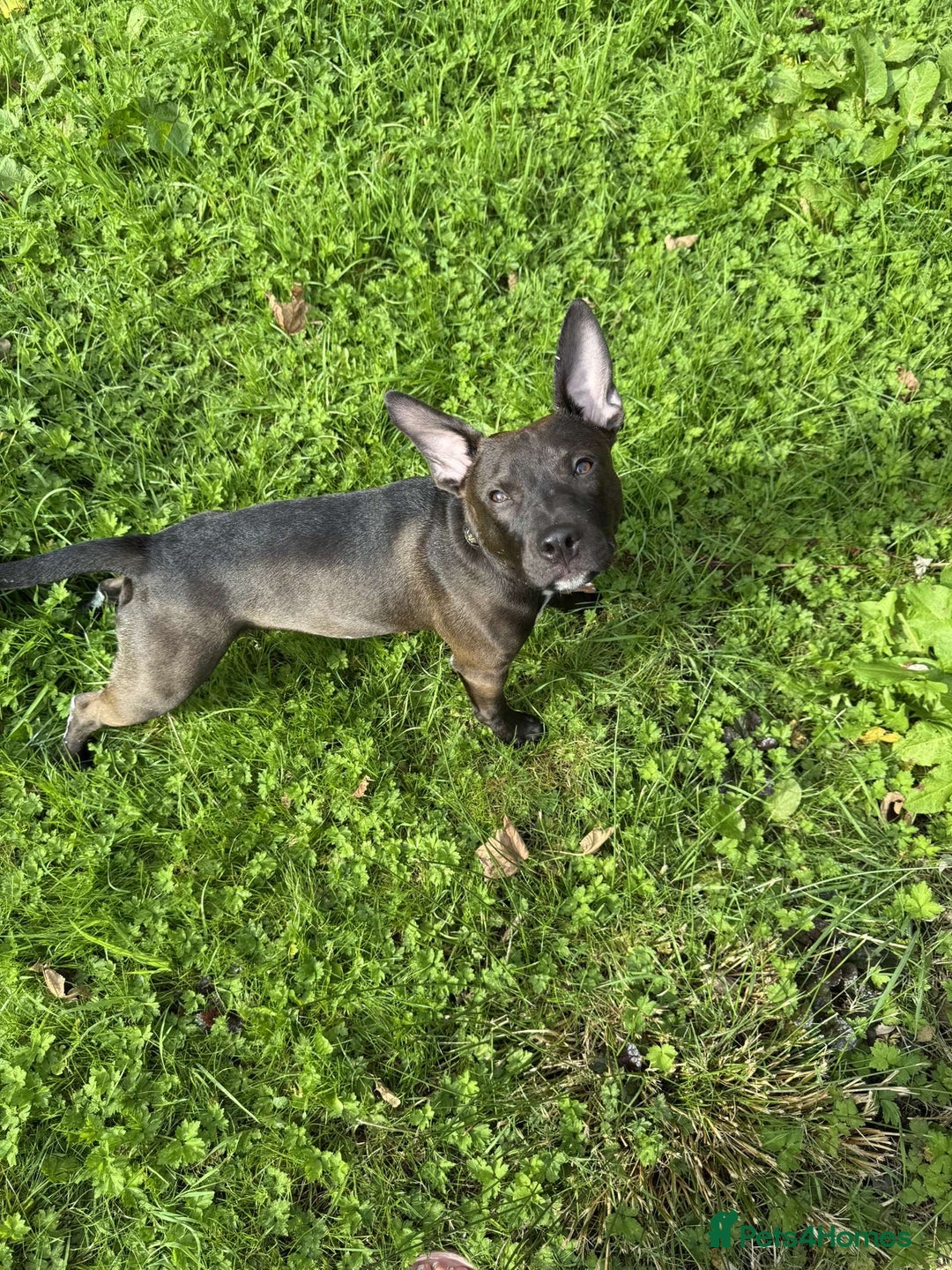 Mixed Breed dogs for sale: Coco canine  - Image 14
