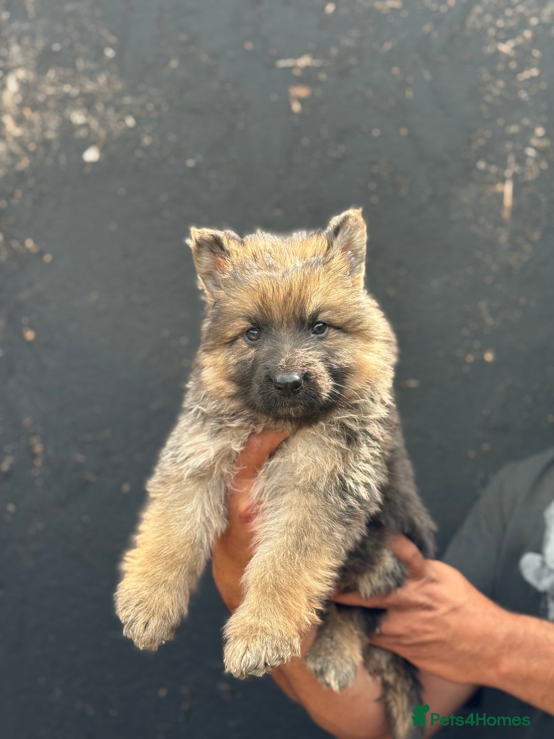 Mixed Breed dogs for sale: Long Coat German Shepherd Puppies for Sale - Image 9
