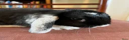 Mini Lop rabbits for sale: Lovely Mini Lop Babies - Advert 5