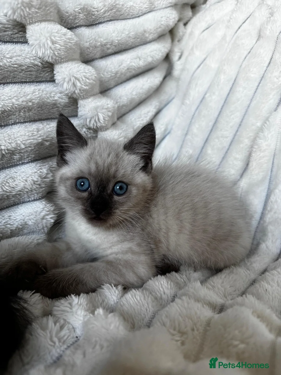 Mixed Breed cats for sale: mum is a mix of pedigree  in Thornton-Cleveleys - Advert 2