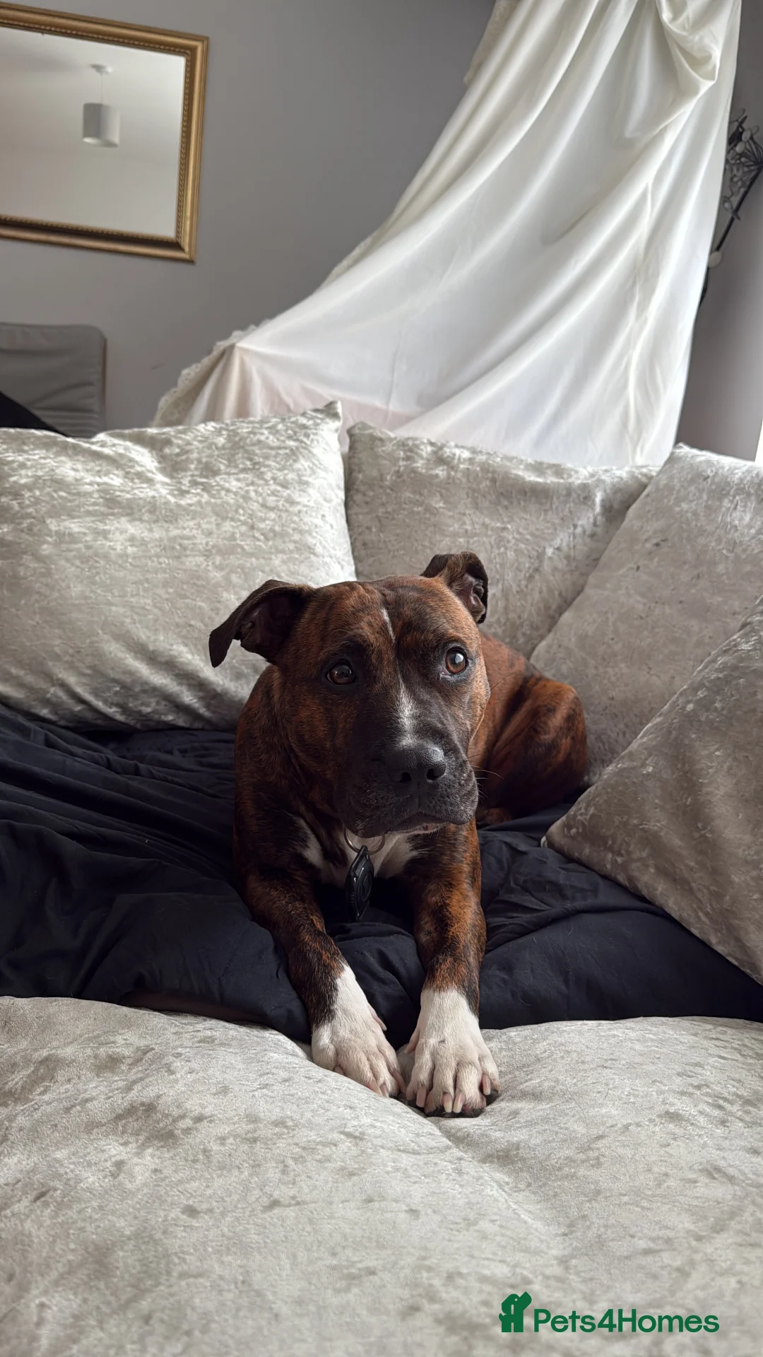 Mixed Breed dogs for sale: Staffy mix  - Advert 7