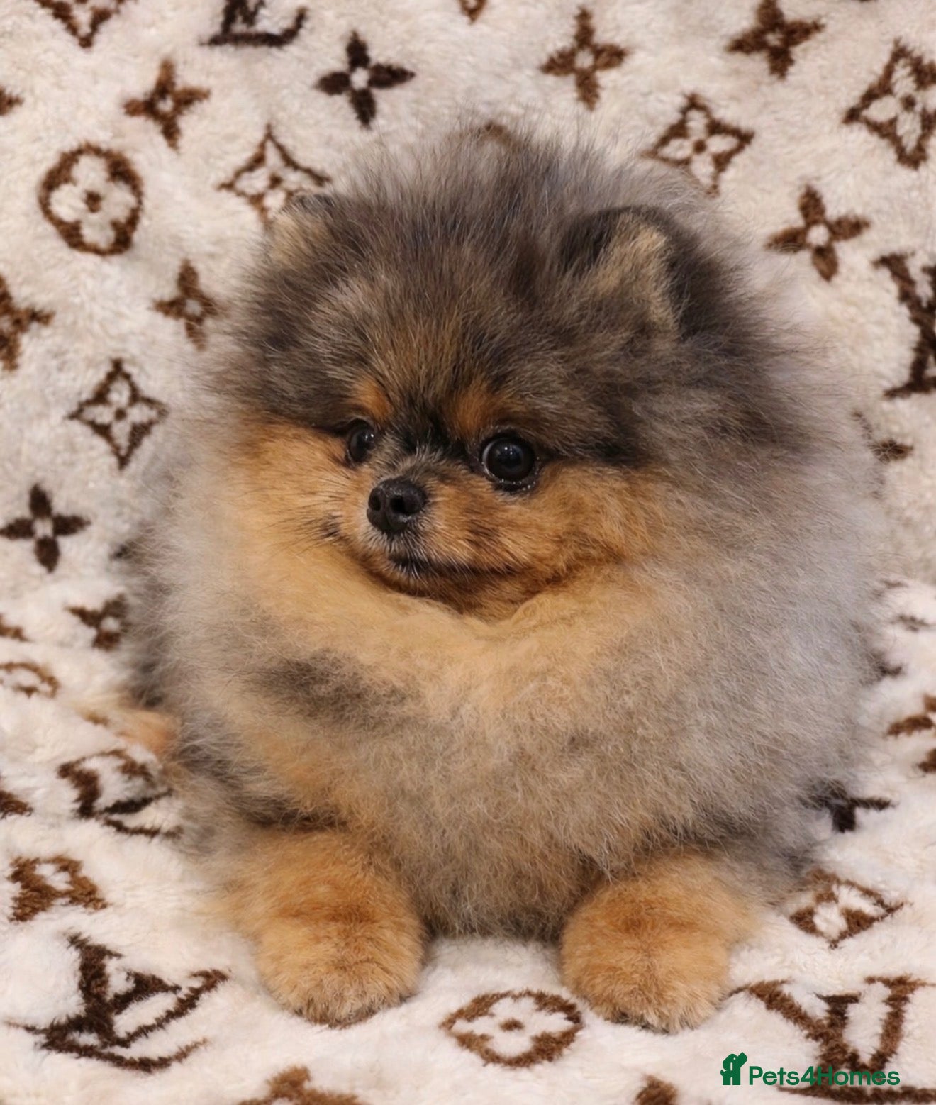 Toy Poodle dogs POMERANIAN ADULT MALE 🩵  - Advert 1