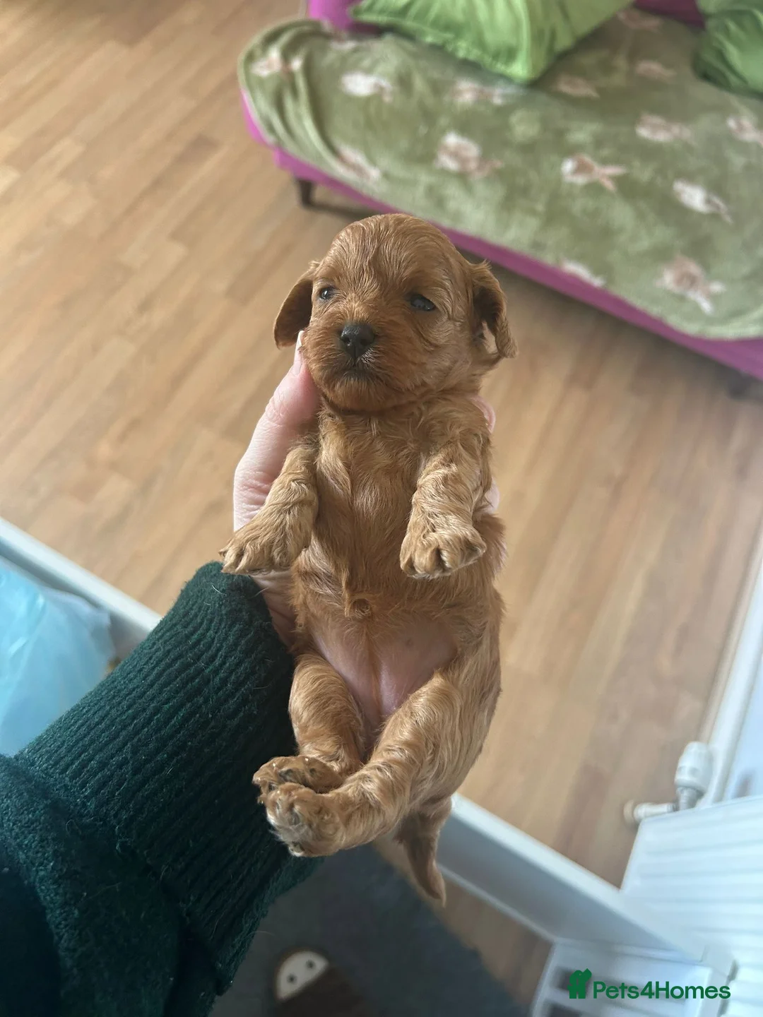 Cavapoo dogs for sale: Cavapoo puppy in Aberdeen - Advert 2
