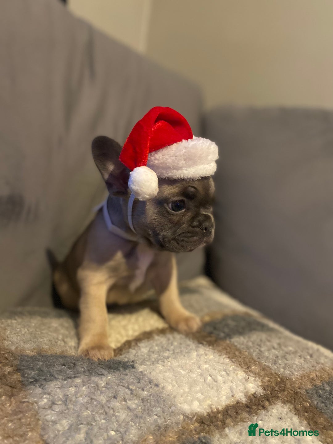 French Bulldog dogs for sale: 7 week old frenchie £650 - Advert 6