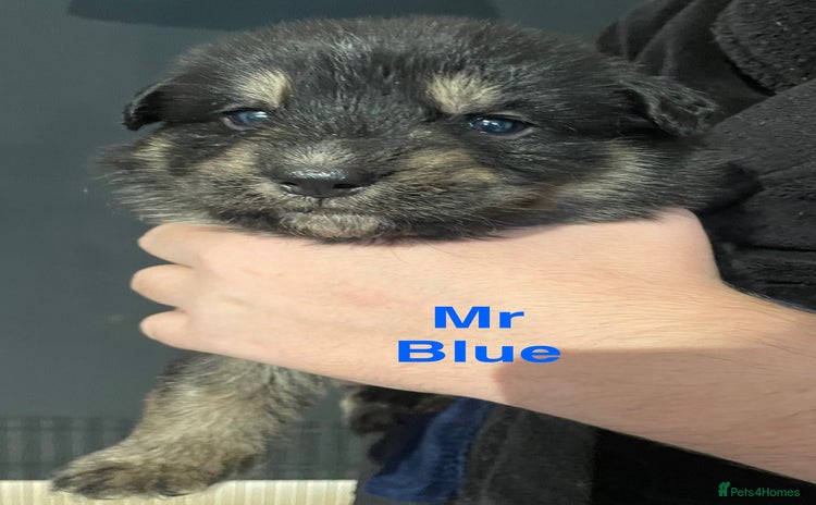 German Shepherd dogs Straight-topline German Shepherd puppies - Advert 2