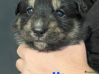 German Shepherd dogs Straight-topline German Shepherd puppies - Advert 9