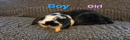 Mini Lop rabbits for sale: Very Tame Mini lop Boy & Girl 10 weeks - Advert 8