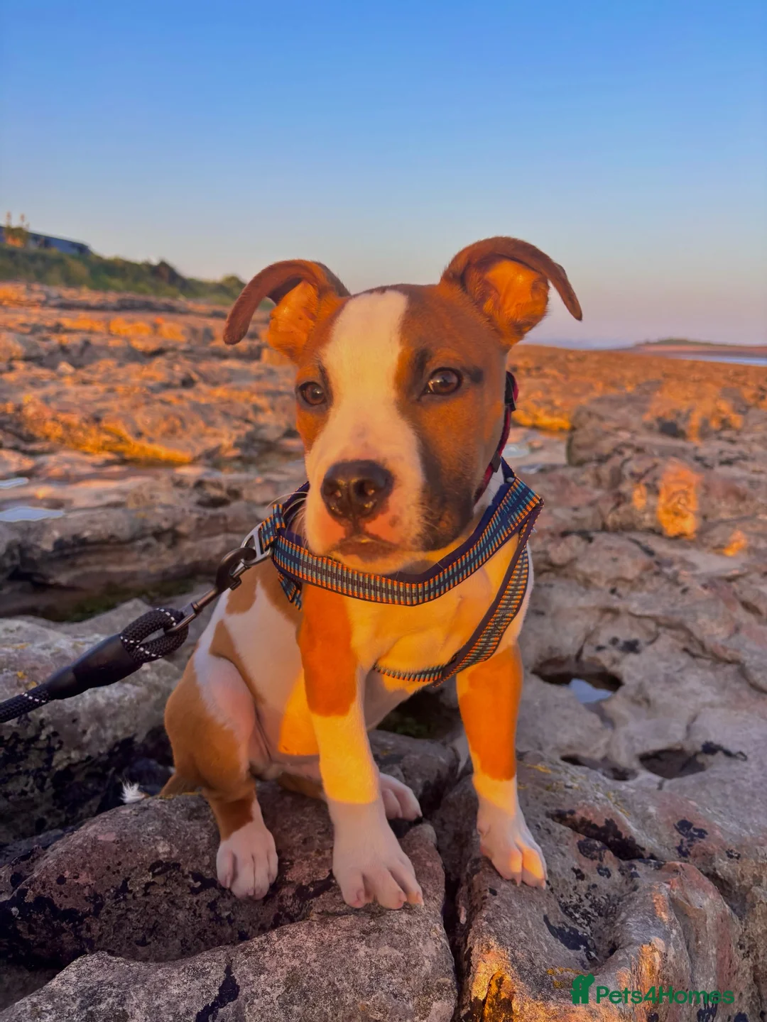 American Bulldog dogs for sale: American Bulldog male 6 month puppy in Tonypandy - Advert 1